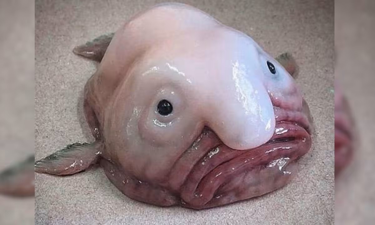 27 Fakta Tentang Ikan Blob