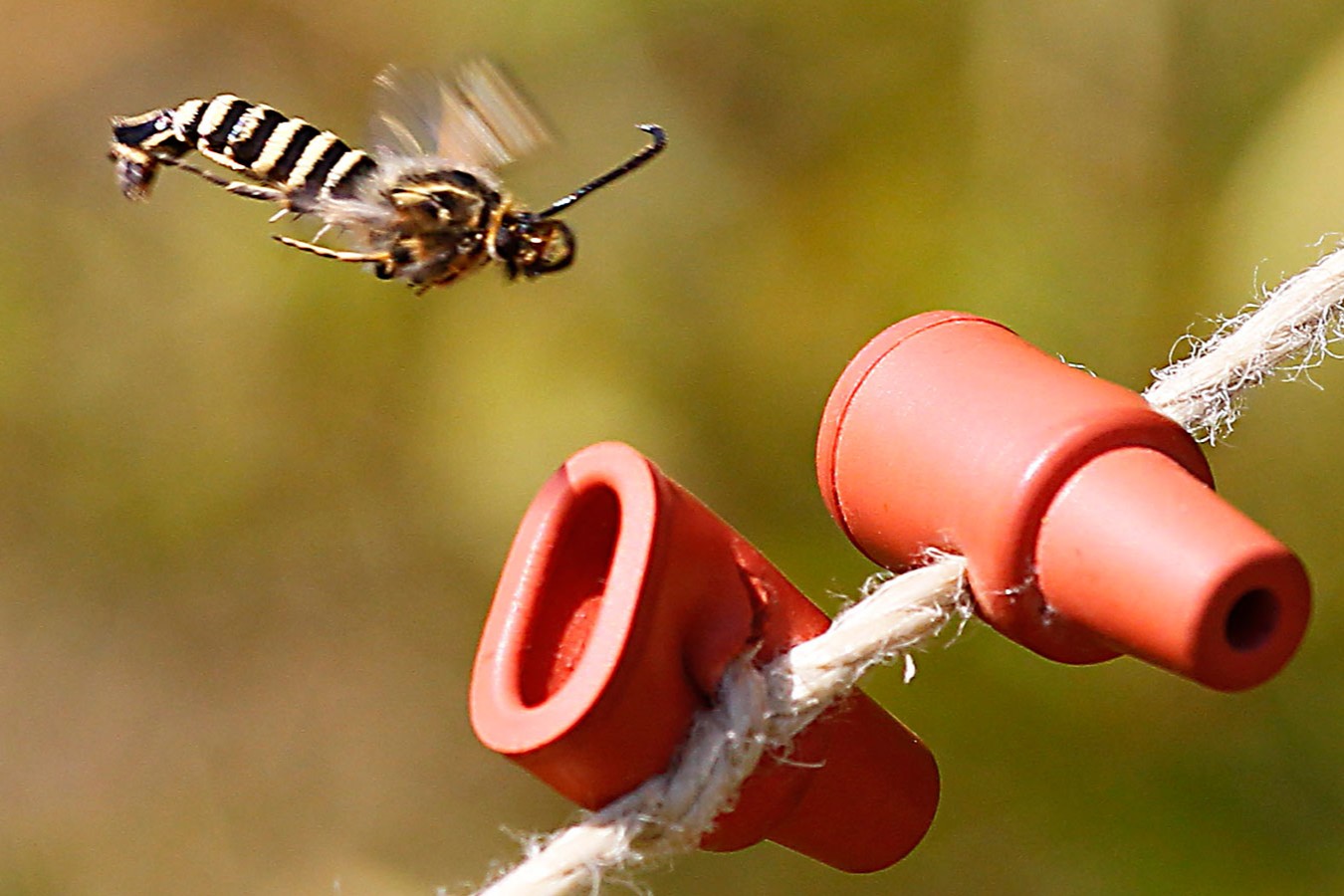 27 Fakta Tentang Pheromon