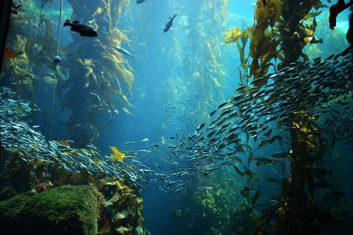 27 Fakta Tentang Wakame