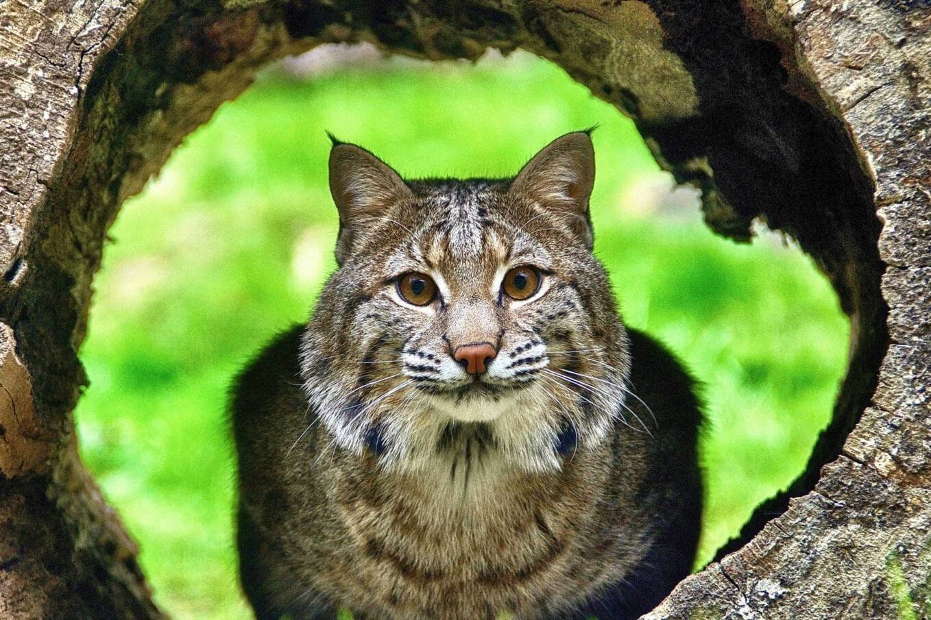 33 Fakta Tentang Kucing Hutan