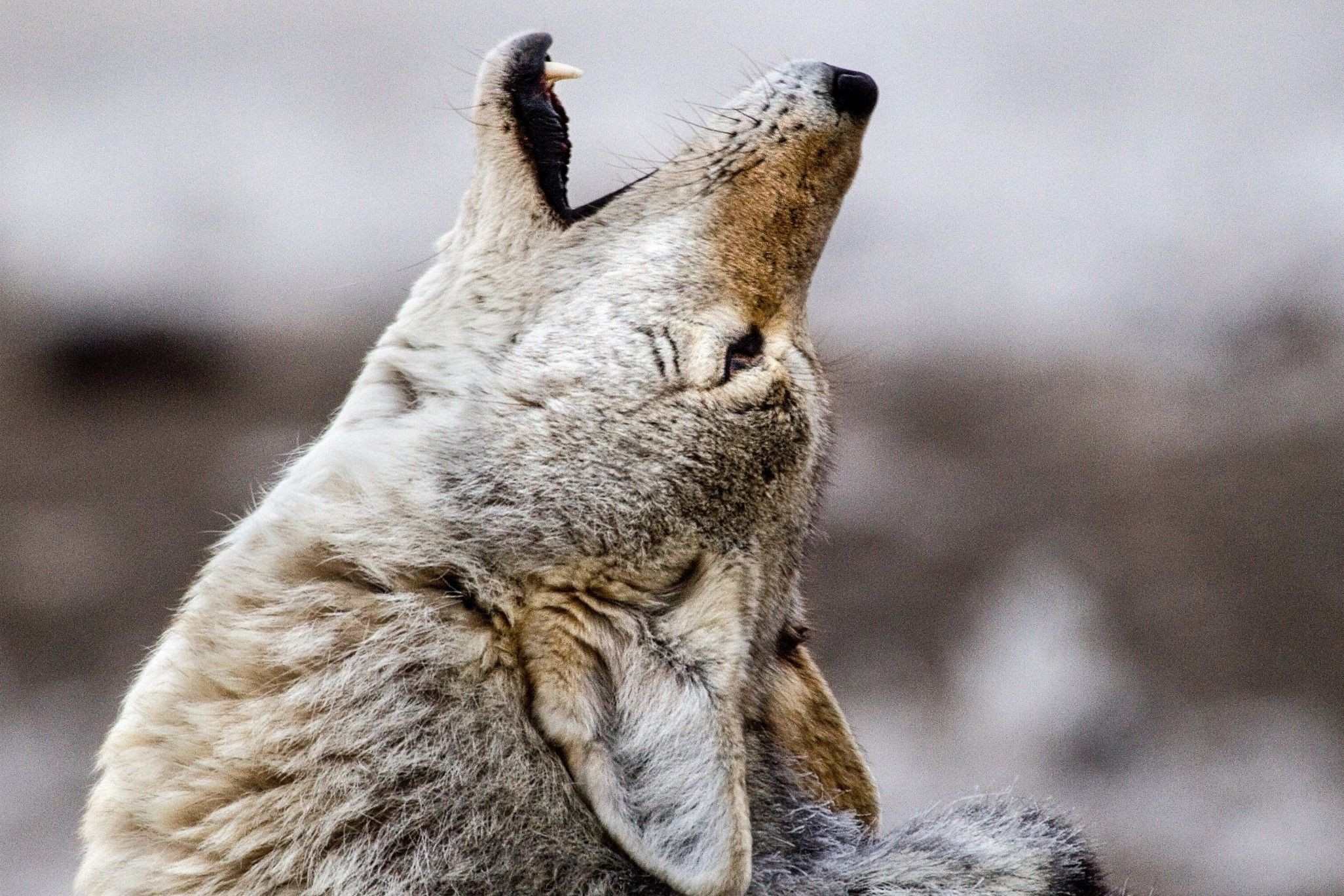 36 Fakta Tentang Coyote