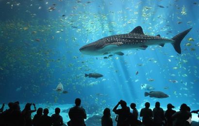 30 Fakta Tentang Underwater World Langkawi 