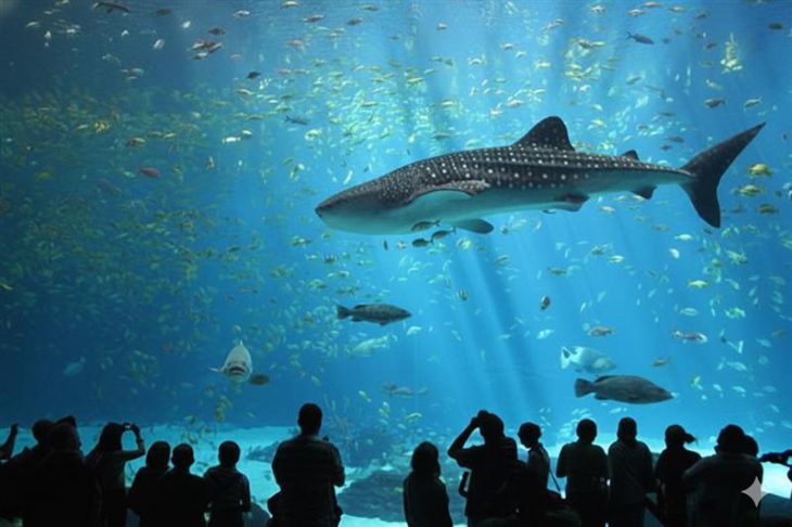 30 Fakta Tentang Underwater World Langkawi